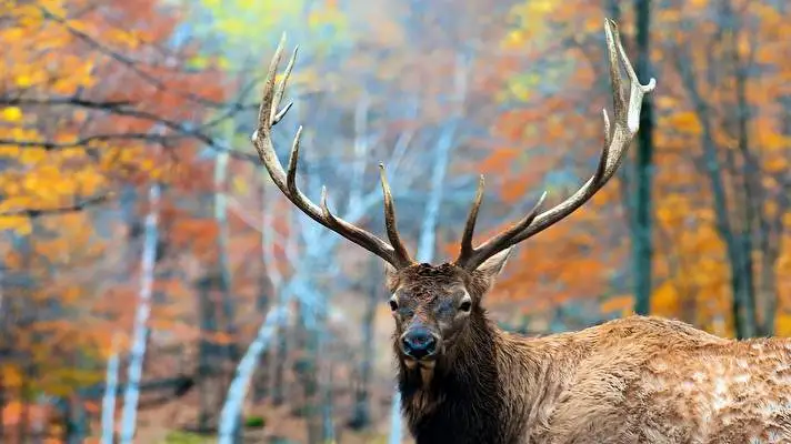 Elk theme for Windows 10 Slideshow image 5