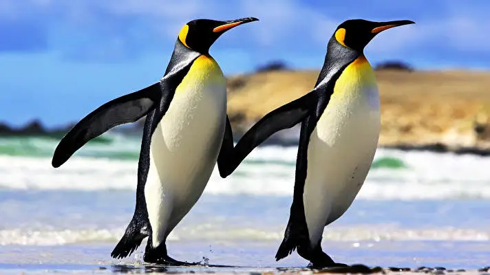 Emperor Penguin theme for Windows 10 Slideshow image 1