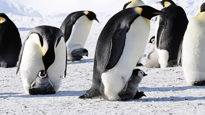 Emperor Penguin theme for Windows 10 Slideshow image 4