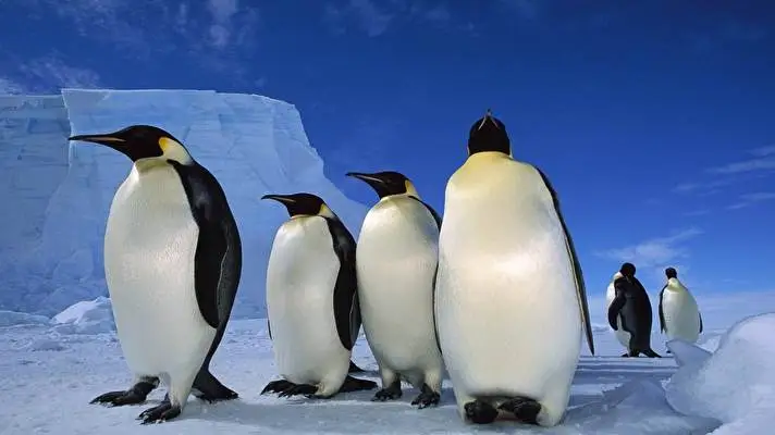Emperor Penguin theme for Windows 10 Slideshow image 5