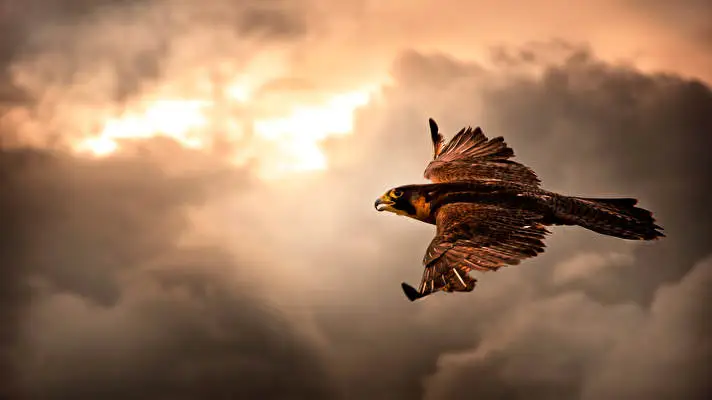 Falcon theme for Windows 10 Slideshow image 1