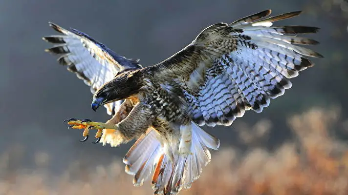 Falcon theme for Windows 10 Slideshow image 4