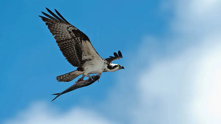 Falcon theme for Windows 10 Slideshow image 5