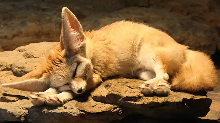 Fennek Tilkisi Windows 10 için tema Slayt gösterisi görüntüsü 2