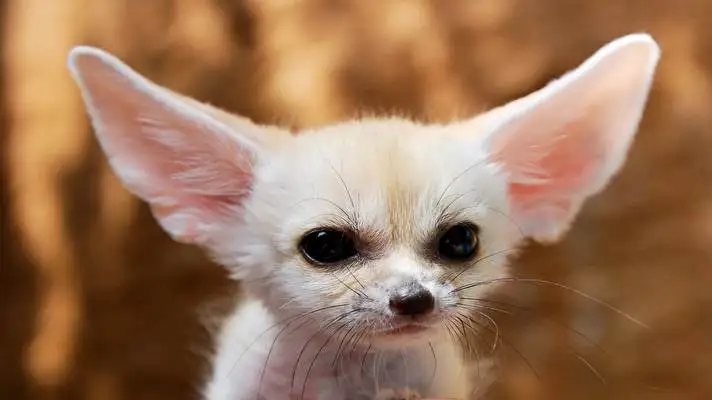 Fennek Tilkisi Windows 10 için tema Slayt gösterisi görüntüsü 3