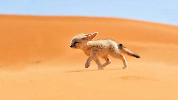 Fennek Tilkisi Windows 10 için tema Slayt gösterisi görüntüsü 5