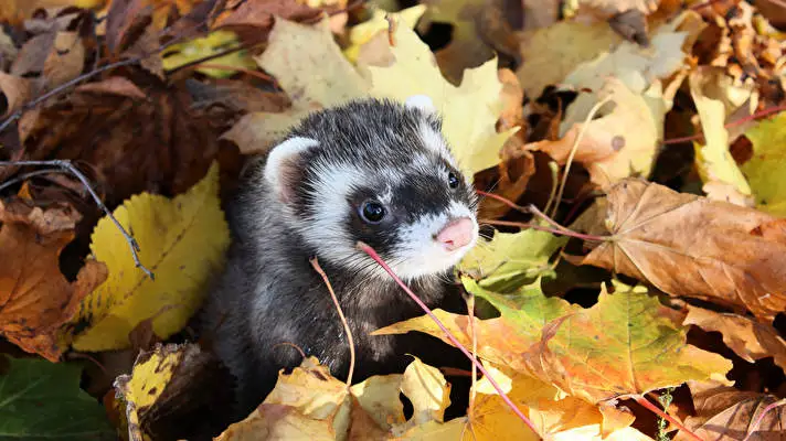 Törpeháj téma Windows 10-hez Diavetítés kép 1