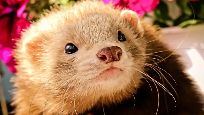 Törpeháj téma Windows 10-hez Diavetítés kép 2