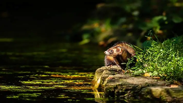 Törpeháj téma Windows 10-hez Diavetítés kép 3