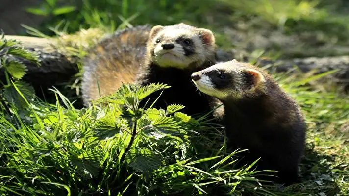 Törpeháj téma Windows 10-hez Diavetítés kép 4