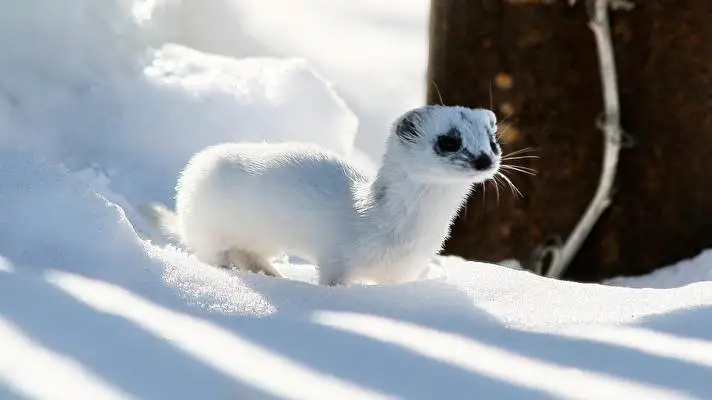 Törpeháj téma Windows 10-hez Diavetítés kép 5