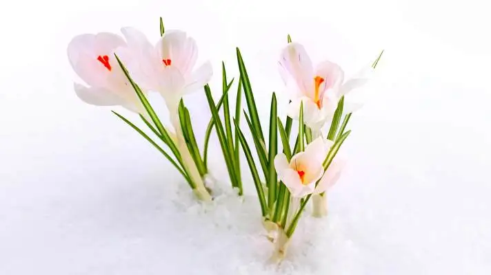 First Day Spring theme for Windows 10 Slideshow image 2