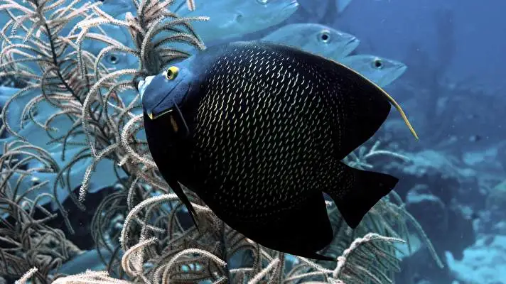 Fish theme for Windows 10 Slideshow image 2