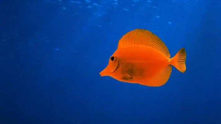 Fish theme for Windows 10 Slideshow image 3