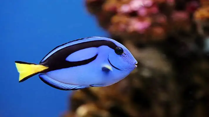 Fish theme for Windows 10 Slideshow image 4