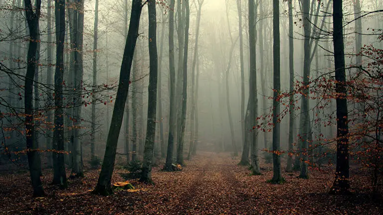 Fog theme for Windows 10 Slideshow image 1