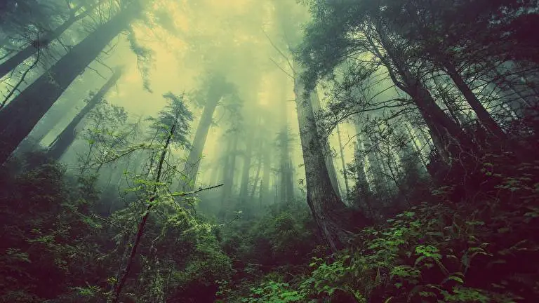 Nebeliger Wald Thema für Windows 10 Diashow-Bild 1