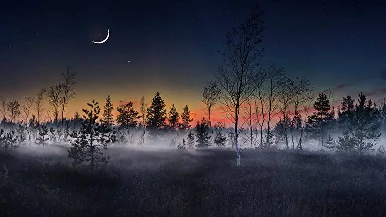 Nebeliger Wald Thema für Windows 10 Diashow-Bild 2