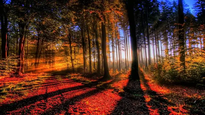 Forest theme for Windows 10 Slideshow image 1