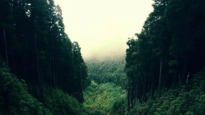 Forest theme for Windows 10 Slideshow image 2