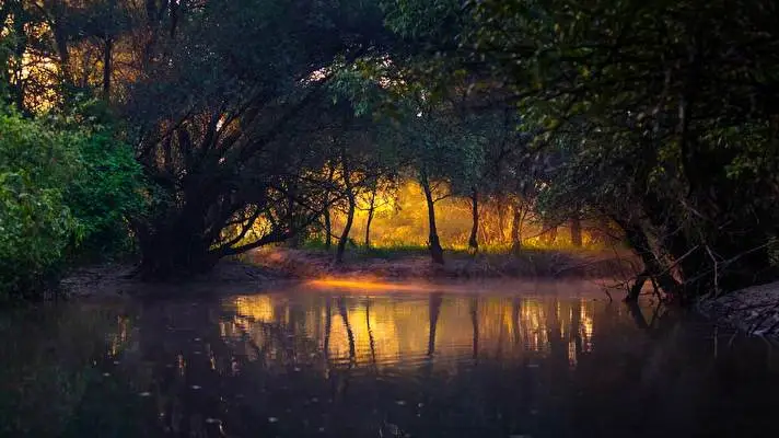 Forest theme for Windows 10 Slideshow image 5