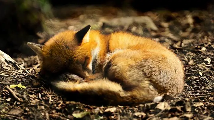 Fox theme for Windows 10 Slideshow image 1