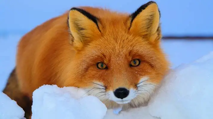 Fox theme for Windows 10 Slideshow image 2