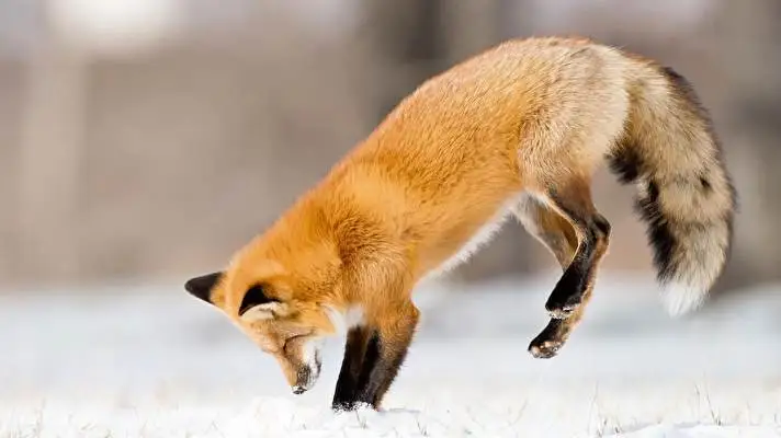 Fox theme for Windows 10 Slideshow image 4
