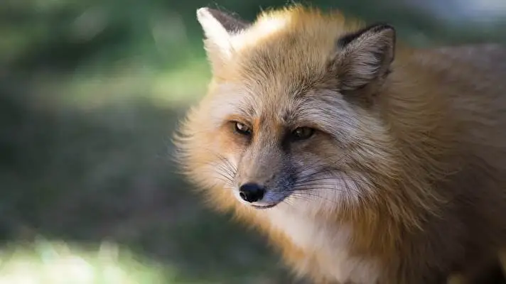Fox theme for Windows 10 Slideshow image 5