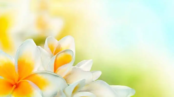 Frangipani theme for Windows 10 Slideshow image 1