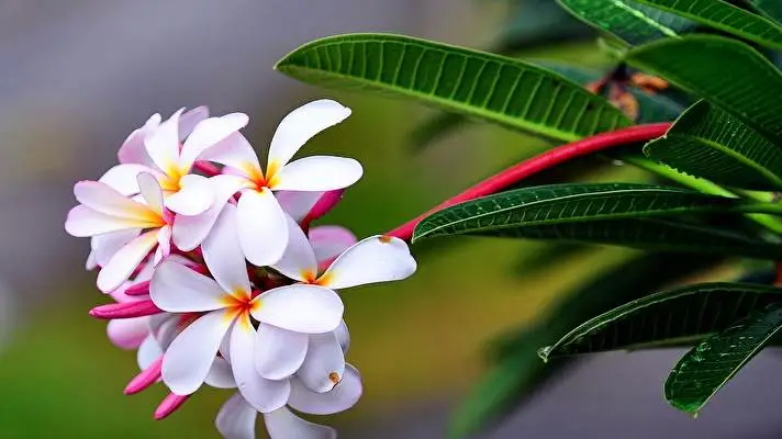 Frangipani theme for Windows 10 Slideshow image 2