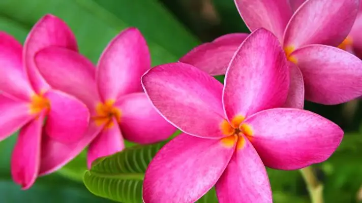 Frangipani theme for Windows 10 Slideshow image 3