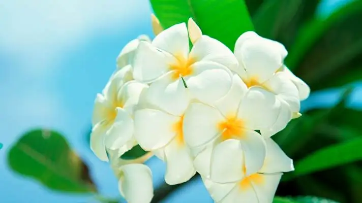 Frangipani theme for Windows 10 Slideshow image 4