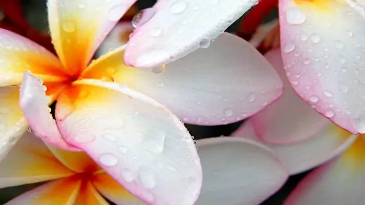 Frangipani theme for Windows 10 Slideshow image 5