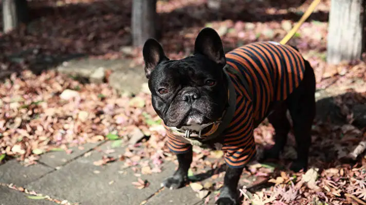 Bouledogue Français thème pour Windows 10 Image de diaporama 2