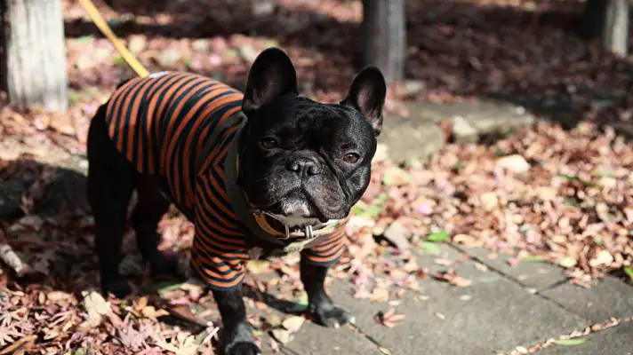 Bouledogue Français thème pour Windows 10 Image de diaporama 4