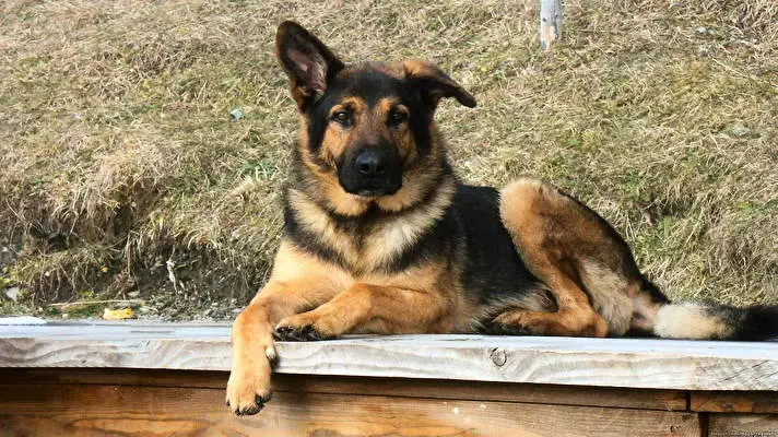 German Shepherd theme for Windows 10 Slideshow image 2