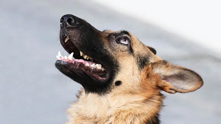 German Shepherd theme for Windows 10 Slideshow image 3