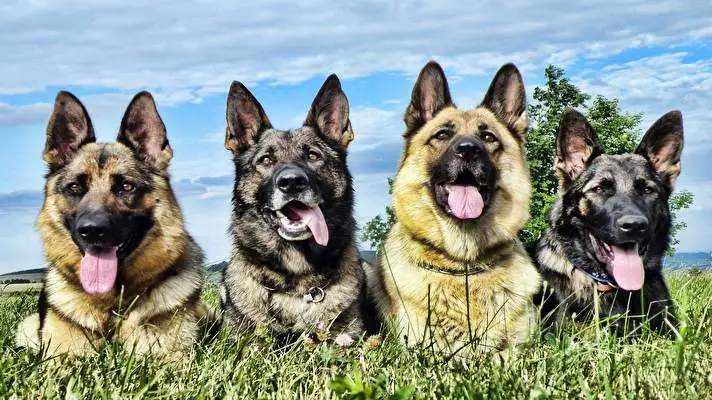 German Shepherd theme for Windows 10 Slideshow image 4