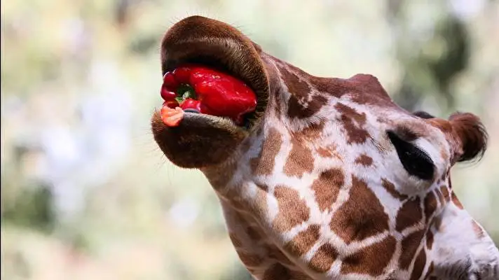 Giraffe thema voor Windows 10 Diavoorstelling afbeelding 3