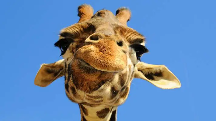 Giraffe thema voor Windows 10 Diavoorstelling afbeelding 5