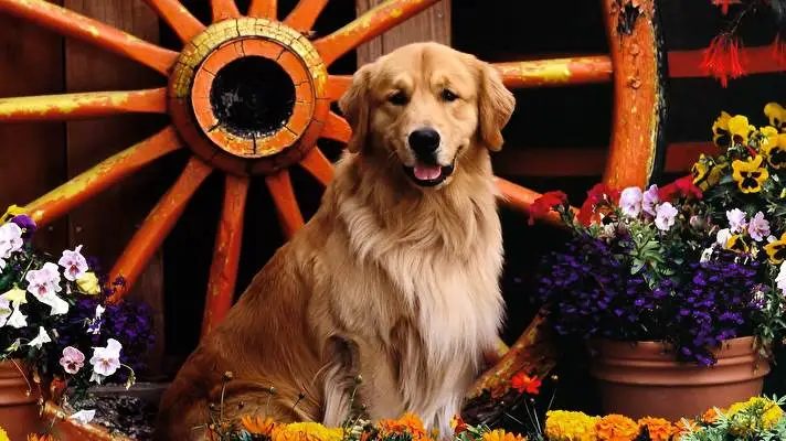 Gold Retriever theme for Windows 10 Slideshow image 1