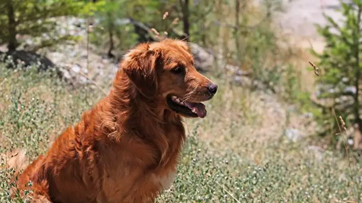 Gold Retriever theme for Windows 10 Slideshow image 2