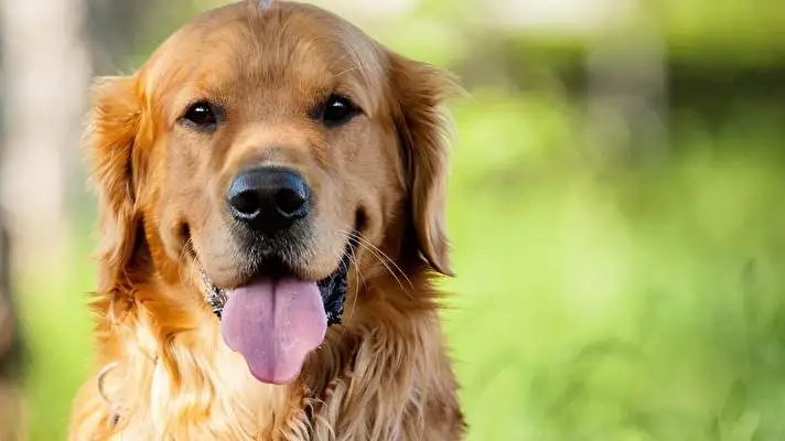 Gold Retriever theme for Windows 10 Slideshow image 3