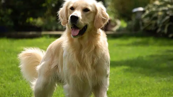 Gold Retriever theme for Windows 10 Slideshow image 5