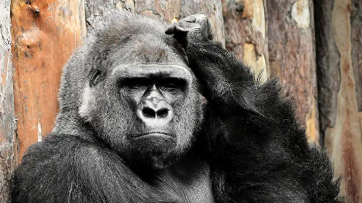 Gorilla theme for Windows 10 Slideshow image 1