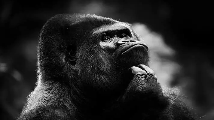 Gorilla theme for Windows 10 Slideshow image 2