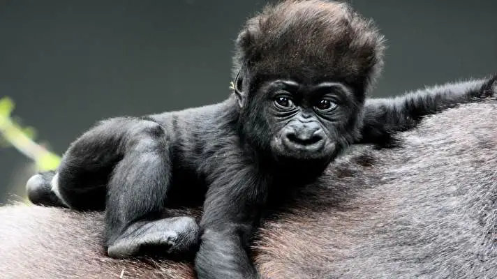 Gorilla theme for Windows 10 Slideshow image 4