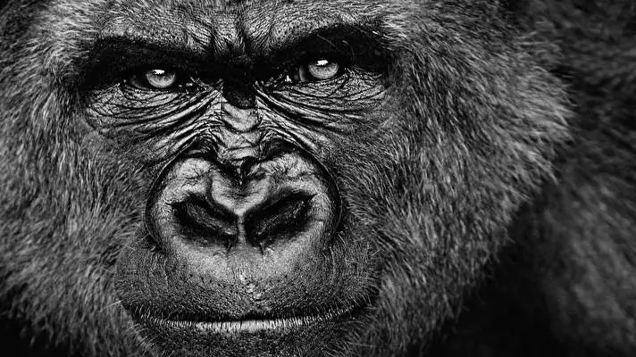 Gorilla theme for Windows 10 Slideshow image 5