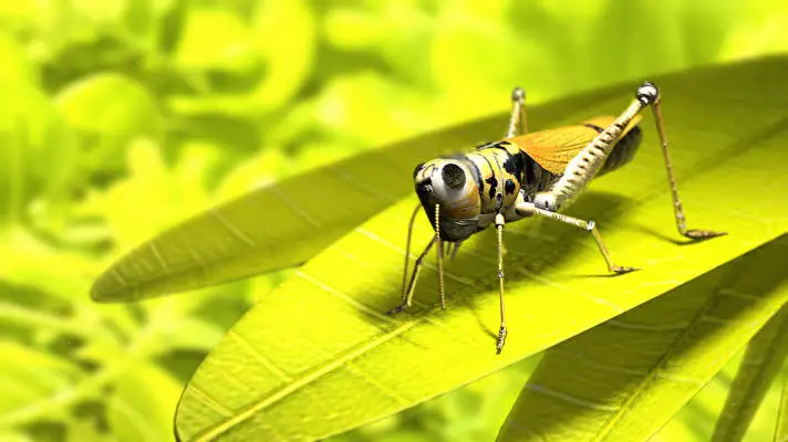 Grasshopper theme for Windows 10 Slideshow image 1